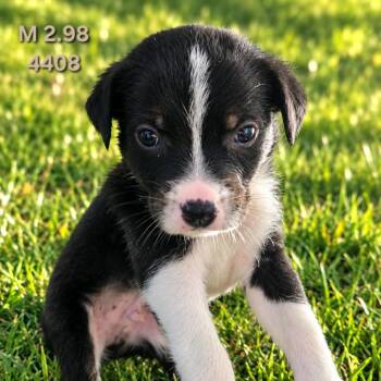 Whisky -  Border Collie Dog for Adoption in Klamath Falls, Oregon - Whisky | PetCurious