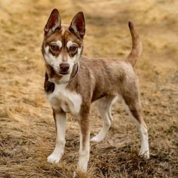 Siberian Husky and Carolina Dog Dogs Available for Adoption - Peanut | PetCurious