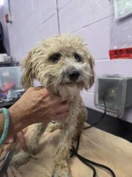 61310236 -  Miniature Poodle and Mixed Breed Dog for Adoption in El Paso, Texas - 61310236 | PetCurious