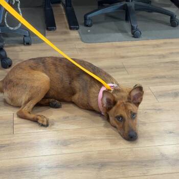 Shelly -  Cattle Dog and Mixed Breed Dog for Adoption in Livingston, Texas - Shelly | PetCurious