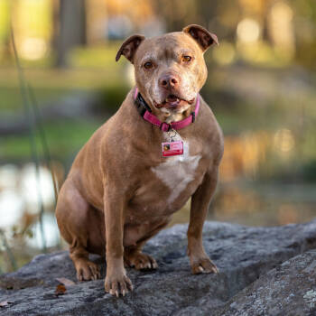 Rescue Pit Bull Terrier Dogs for Adoption in Armonk, New York - Sally - 23226 | PetCurious