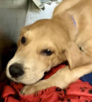 Pickle -  Foxhound Dog for Adoption in Parma, Ohio - Pickle | PetCurious