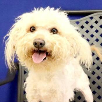 Maryland -  Poodle and Maltese Dog for Adoption in Midland, Texas - Maryland | PetCurious