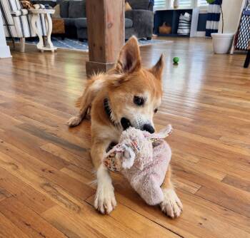 Waffles -  Spaniel Dog for Adoption in Horse Shoe, North Carolina - Waffles | PetCurious