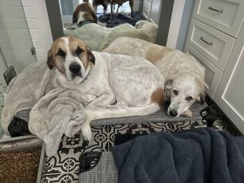 Rescue Great Pyrenees Dogs for Adoption in Brenham, Texas - Henry | PetCurious