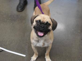 Pudge -  Pug and Beagle Dog for Adoption in Portland, Oregon - Pudge | PetCurious