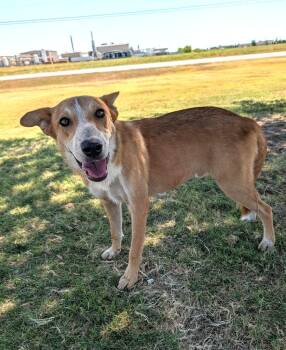 Dunn -  Australian Cattle Dog Blue Heeler Dog for Adoption in Cleburne, Texas - Dunn | PetCurious