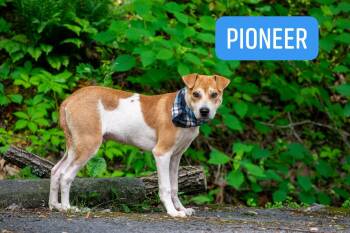 Terrier Dogs Available for Adoption in Sevierville, Tennessee - Pioneer | PetCurious
