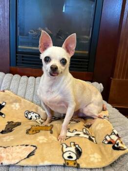 FRED -  Chihuahua Dog for Adoption in Port Clinton, Ohio - FRED | PetCurious
