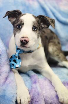 Catahoula Leopard Dog Dogs Available for Adoption - Brady In NH! Come Meet Our Adoptable Dogs Wednesday-Saturday. Mo | PetCurious