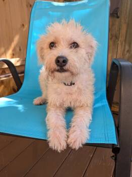 Hellen -  Poodle Dog for Adoption in St. Augustine, Florida - Hellen | PetCurious