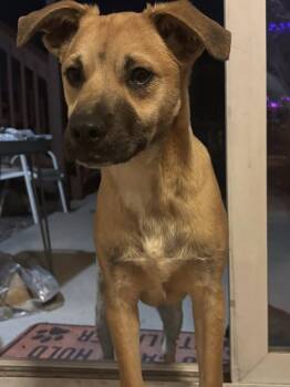 Labrador Retriever and Chihuahua Dogs Available for Adoption - Edward | PetCurious