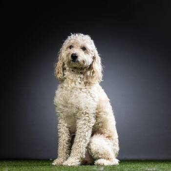 Poodle and Golden Retriever Dogs Available for Adoption - Lexi | PetCurious