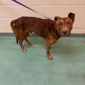 Cookie Cris -  Mixed Breed Dog for Adoption in Memphis, Tennessee - Cookie Cris | PetCurious