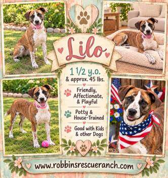 Lilo -  Boxer Dog for Adoption in Brenham, Texas - Lilo | PetCurious