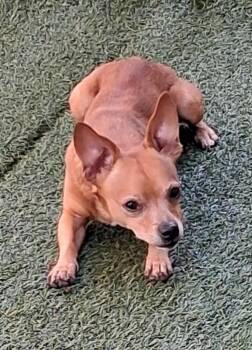 Chihuahua Dogs Available for Adoption in Seguin, Texas - Chip | PetCurious