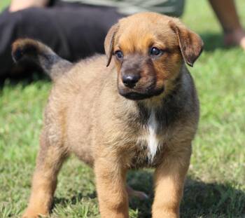 Rottweiler and Mixed Breed Dogs Available for Adoption in Temple, Texas - Maple | PetCurious