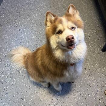 Siberian Husky Dogs Available for Adoption in Tuscaloosa, Alabama - Koda | PetCurious