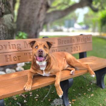 Simba -  Labrador Retriever and Mixed Breed Dog for Adoption in Port Charlotte, Florida - Simba | PetCurious