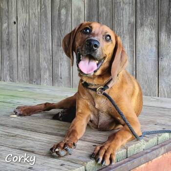 FOSTER NEEDED - Corky -  Redbone Coonhound and Mixed Breed Dog for Adoption - FOSTER NEEDED - Corky | PetCurious