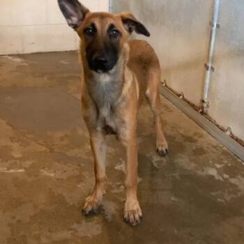 Belgian Shepherd Malinois Dogs Available for Adoption in Edinburg, Texas - Aria | PetCurious