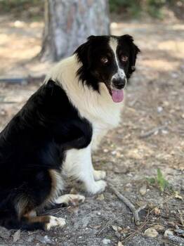 PIPER -  Australian Shepherd and Mixed Breed Dog for Adoption in Fort Walton Beach, Florida - PIPER | PetCurious