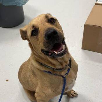 Brutus -  Mixed Breed Dog for Adoption in Jeffersonville, Indiana - Brutus | PetCurious