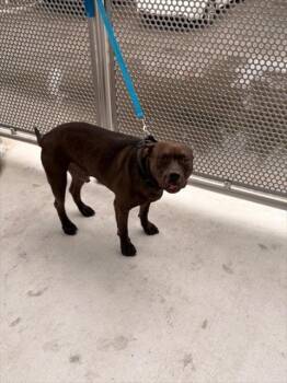 Pit Bull Terrier Dogs Available for Adoption - HADES | PetCurious