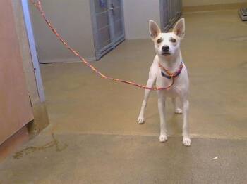 FRISCO -  Rat Terrier and Mixed Breed Dog for Adoption in Sacramento, California - FRISCO | PetCurious