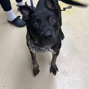 Mixed Breed Dogs Available for Adoption in Winston-salem, North Carolina - Oreo | PetCurious
