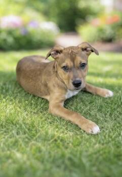 Hound and Boxer Dogs Available for Adoption - Rusty | PetCurious