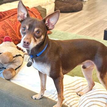 Trooper -  Miniature Pinscher and Chihuahua Dog for Adoption in Lewisville, Texas - Trooper | PetCurious