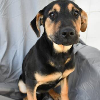 Shepherd Dogs Available for Adoption in Beaumont, Texas - Reva | PetCurious