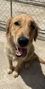 Wednesday -  Golden Retriever Dog for Adoption in Terra Cotta, Ontario - Wednesday | PetCurious