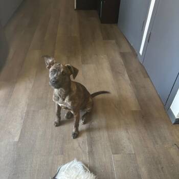 Pit Bull Terrier Dogs Available for Adoption in Tulsa, Oklahoma - Minnie | PetCurious