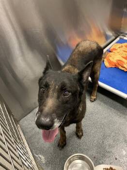 Mixed Breed Dogs Available for Adoption - HOLMES | PetCurious