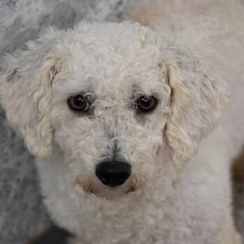 Rescue Bichon Frise Dogs for Adoption in Peyton, Colorado - Skyler (OT25-92) | PetCurious