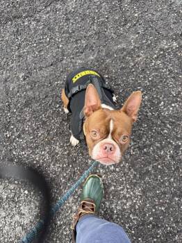 Tucker McDaniel-4623 Jonesborough, TN -  Boston Terrier Dog for Adoption in Maryville, Tennessee - Tucker McDaniel-4623 Jonesborough, TN | PetCurious
