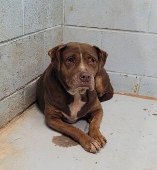 Beauty- my person went to hospice now I need a hero -  Mixed Breed Dog for Adoption in Conway, South Carolina - Beauty- My Person Went To Hospice Now I Need A Hero | PetCurious