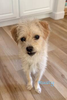 Rusty -  Maltese Dog for Adoption in Las Vegas, Nevada - Rusty | PetCurious