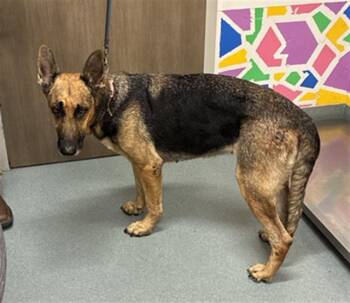 TRIXY -  German Shepherd Dog Dog for Adoption in Baytown, Texas - TRIXY | PetCurious