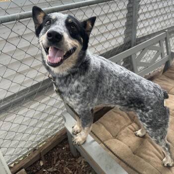 Chispas -  Australian Cattle Dog Blue Heeler and Mixed Breed Dog for Adoption in Austin, Texas - Chispas | PetCurious