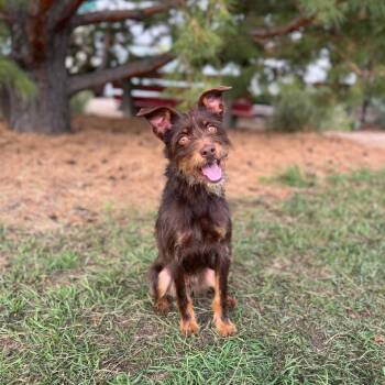 Beetle -  Terrier and Mixed Breed Dog for Adoption in Fargo, North Dakota - Beetle | PetCurious