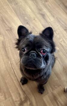 Willy -  French Bulldog Dog for Adoption in North Freedom, Wisconsin - Willy | PetCurious