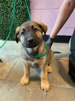 Shepherd and Mixed Breed Dogs Available for Adoption in El Paso, Texas - 60870922 | PetCurious