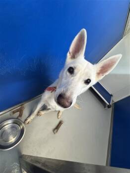 Ellie -  German Shepherd Dog Dog for Adoption in New Kensington, Pennsylvania - Ellie | PetCurious
