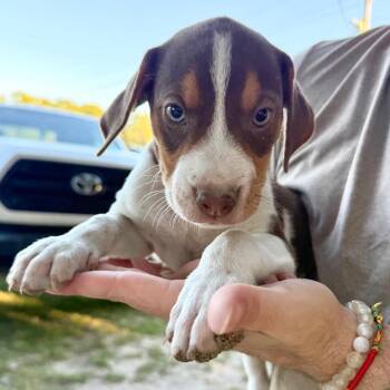 Pumpkin -  Mixed Breed Dog for Adoption in Aberdeen, North Carolina - Pumpkin | PetCurious