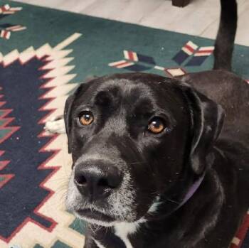 Great Dane and Labrador Retriever Dogs Available for Adoption in Niagara Falls, Ontario - Max (20260426-01) | PetCurious