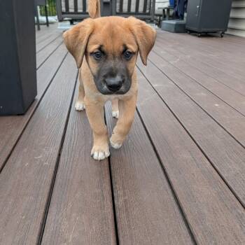 Mixed Breed Dogs Available for Adoption in Fredericksburg, Virginia - Seth Rollins | PetCurious