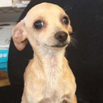 Rescue Chihuahua and Terrier Dogs for Adoption in Fresno, California - Twinkle | PetCurious